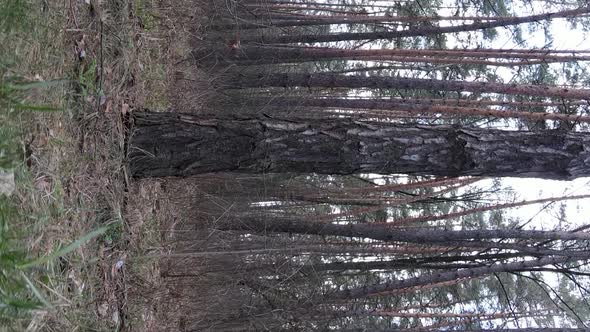 Vertical Video of Trees in a Pine Forest Slow Motion