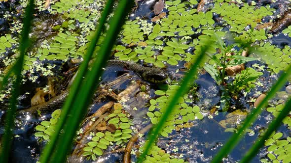 Snake in Swamp Thickets and Water Algae Closeup Serpent in River