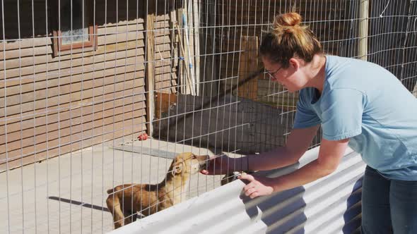 Abandoned dog locked up in a shelter