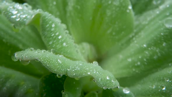 Water Drops on Plant Leaves. From Above Closeup Leaves of Green Plant with Drops