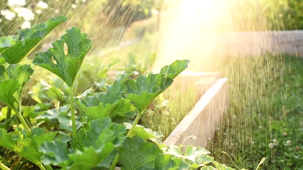 Watering vegetable garden