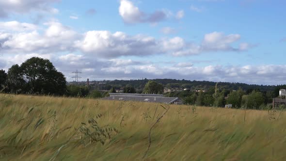 Wheat crops wide landscape with town in background