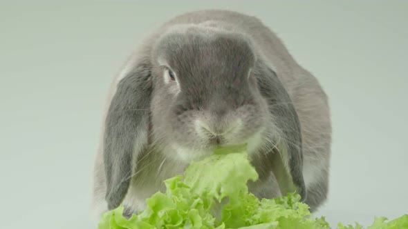 Gray cute rabbit eating salad leaves.