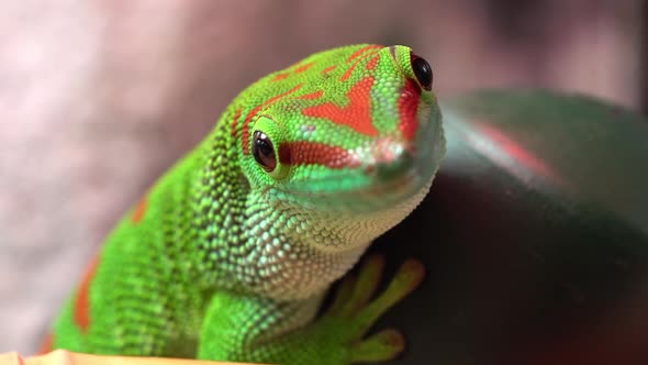 Macro view of giant day gecko as it looks away