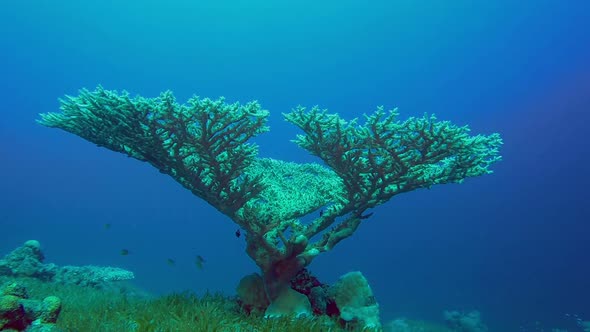 Acropora Hard Coral
