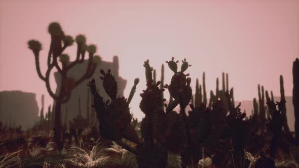 Sunlight Ray Shooting Across the Desert Sky at Sunset alt