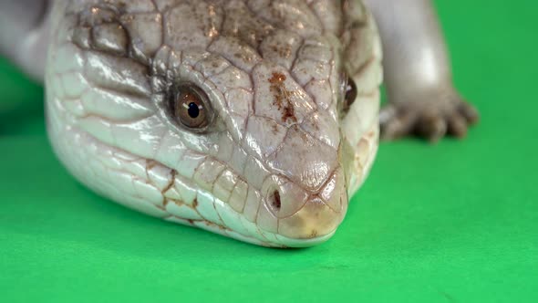 Blue-tongued Lizard Showing His Blue Tongue at Green Background Screen. Extreme Macro Shot, Close Up