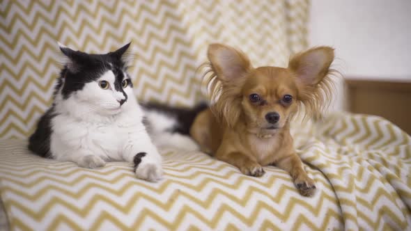 Cat and Dog