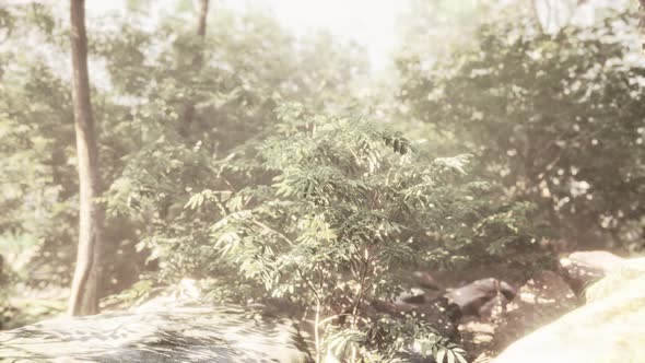 Evening Forest with Sun and Volume Light alt