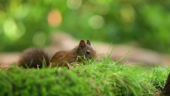 Slow Motion Small Squirrel Eating Hazelnuts and Looking Out for Danger