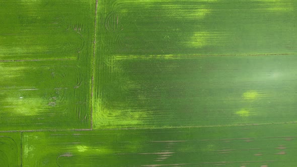 The Paddy Rice Fields of Kedah and Perlis, Malaysia