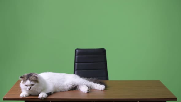White Persian Breed Cat with Long Fur Relaxing on the Table Against Green Background