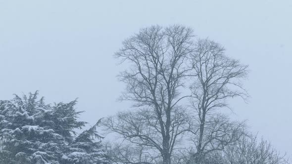 Snowing On Trees On Cloudy Winter Day