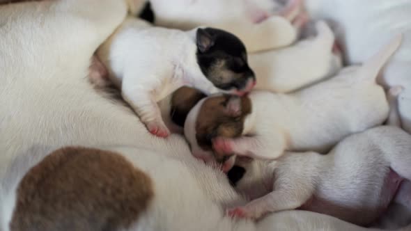 Dog Jack Russell Terrier Mom Feeds His Newborn Puppies