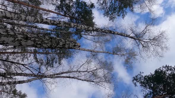 Vertical Video of the Birch Forest with Birches in the Afternoon