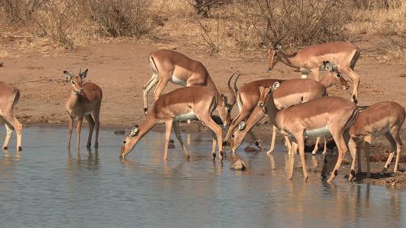 Group of impalas drink at a waterhole in sunlight in South Africa
