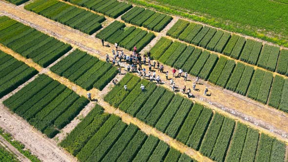 A Group of Farmers are Able to Continue Cultivating Varieties of Wheat and Wheat on Previous