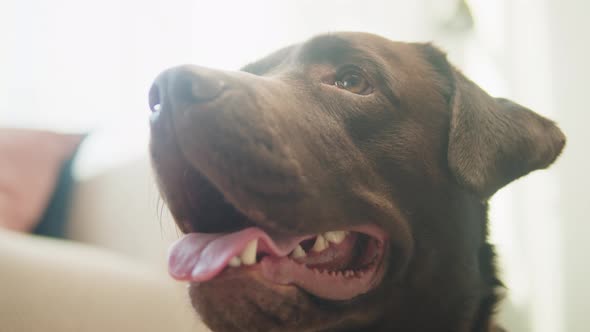 Labrador Dog Portrait