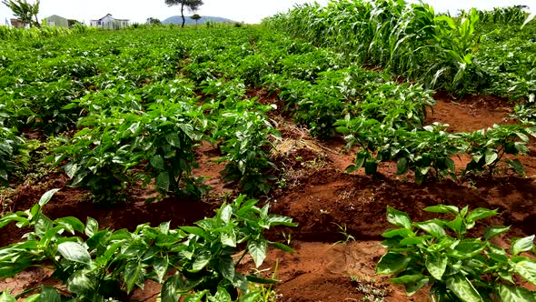 Capsium farm. Loitokitok-Kenya-March 2021:-Loitokitok, Kenya. Food production in Africa Kenya by far