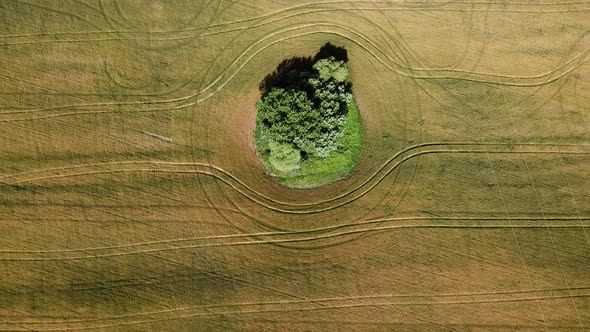 Wheat Field