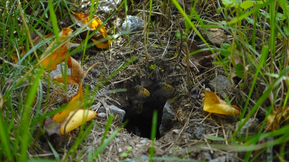 Wasp nest in the ground