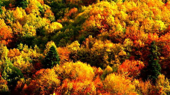 Autumn Trees Leaves As Nature Background