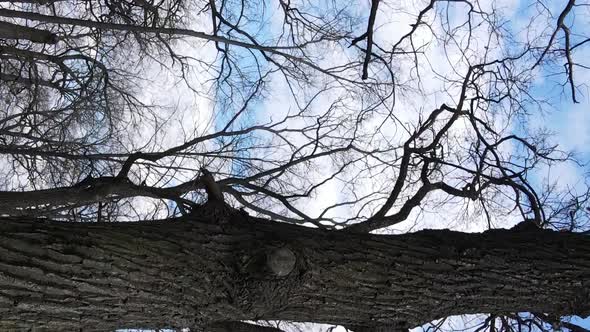 Vertical Video of the Forest with Trees Without Leaves Slow Motion