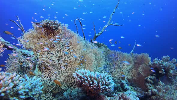 Tropical Reef View