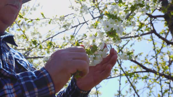 Close Up View of Senior Farmer Male Hands Checks Flower Branches