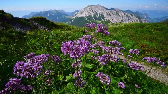 Camera is slowlying up over purple alpine flowers showing Mountains of the Alps in Switzerland in th