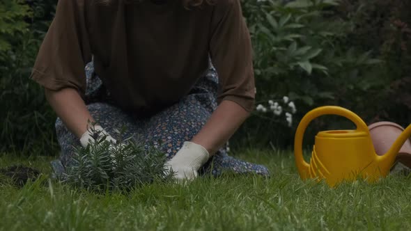 Female Hands Planting Lavender Plant in Backyard Garden