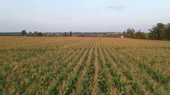 Aerial Drone Shot of Green Corn Field at Summer Evening
