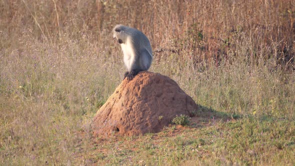 Vervet monkey sitting on a termite nest