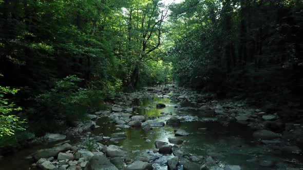 Aerial Flying Between Trees in Forest Under River on Sunny Day