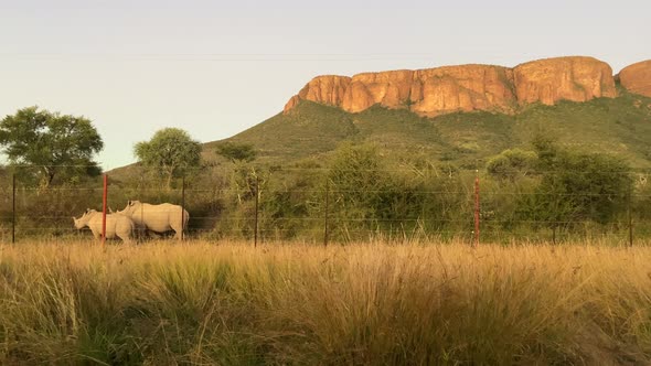 Couple of white rhinos in Marakele National Park. Sunset in South Africa. Wildlife conservation