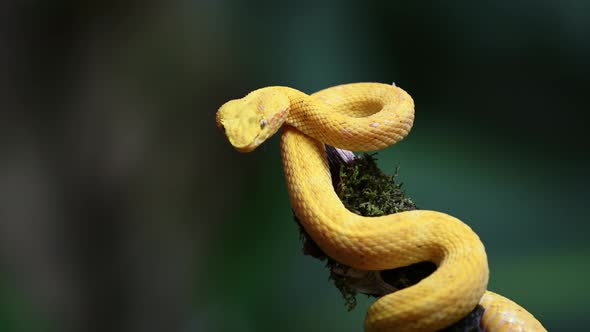 Costa Rica Snake, Wildlife of Eyelash Viper Snake (bothriechis schlegelii), Dangerous Rainforest Ani