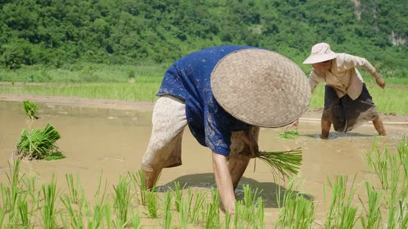 Working In The Farm