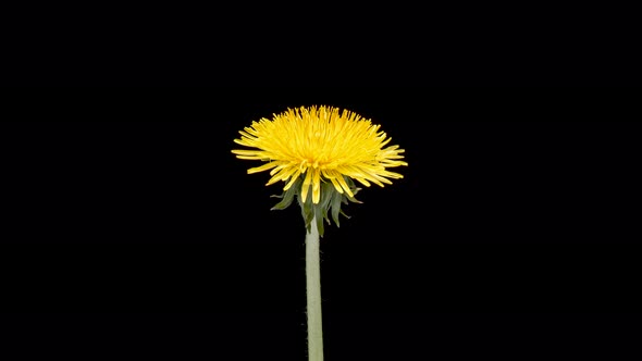 Time Lapse of Dandelion on Black