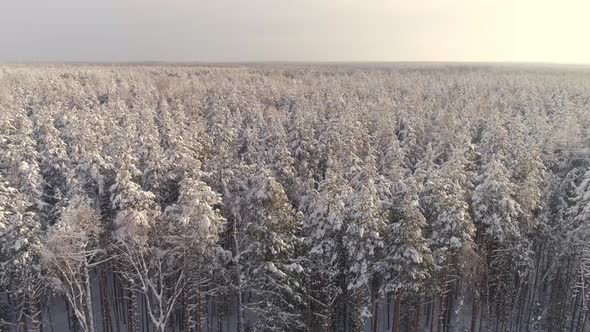 Aerial view of a endless winter pines forest tree tops covered with snow 20