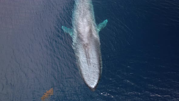 Overhead view of a Blue Whale maneuvering through kelp in calm waters off of Dana Point, California.