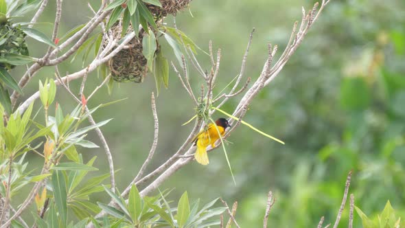 Male weaver bird starts building a nest 