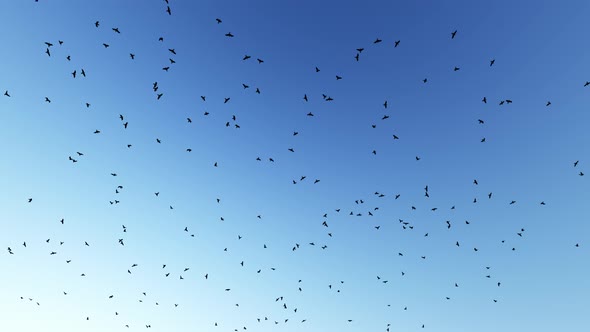 Birds And Clean Sky 