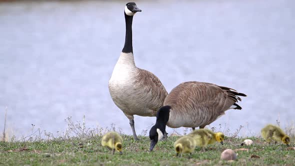 Father Goose watching over the rest of the family as they graze