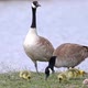Father Goose watching over the rest of the family as they graze - VideoHive Item for Sale