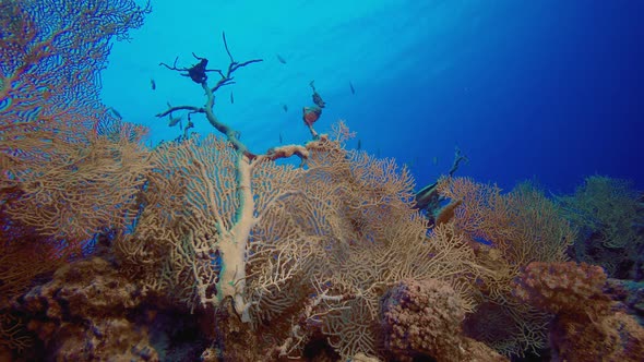 Blue Sea Soft Coral