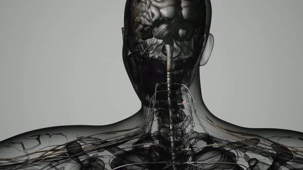 Brain and Nervous System of Human alt