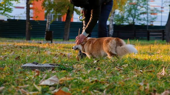 Woman Playing with Her Welsh Corgi Pembroke