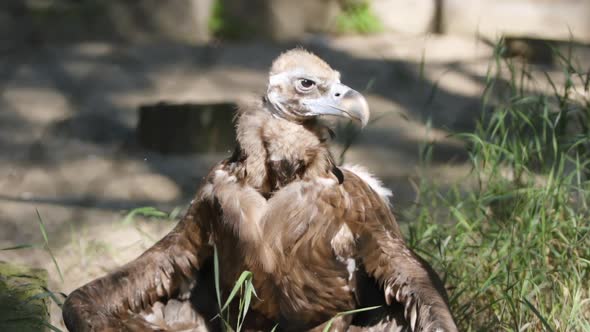 White-Tailed Sea-Eagle's Chik Bask Under A Sun