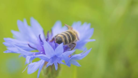 Macro Shooting Big Bee Sitting on the Beautiful Blue Cornflower Close Up