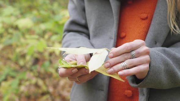 Yellow Autumn Leaf in Hand on a Background of Trees.